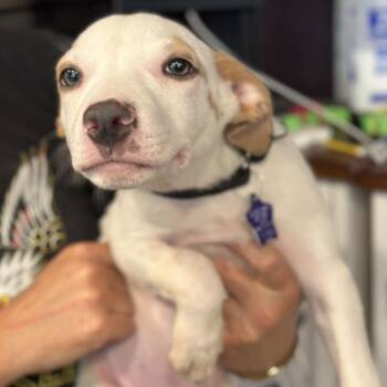 Snickers -  Mixed Breed Dog for Adoption in San Francisco, California - Snickers | PetCurious