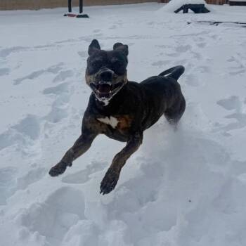 Pit Bull Terrier Dogs Available for Adoption in Reno, Nevada - Kori | PetCurious
