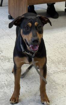 Sawyer -  Doberman Pinscher Dog for Adoption in Salt Lake City, Utah - Sawyer | PetCurious