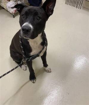 Border Collie Dogs Available for Adoption in Fremont, California - RAYA | PetCurious