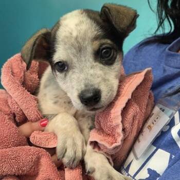 Chippy -  Mixed Breed Dog Available for Adoption in Voorhees Township, New Jersey - Chippy | PetCurious