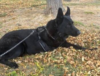 Rescue German Shepherd Dog Dogs for Adoption in Pasco, Washington - King | PetCurious