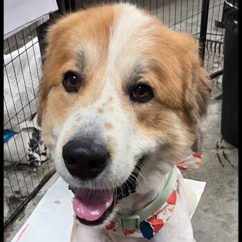 Rescue Great Pyrenees and Golden Retriever Dogs for Adoption - Brutus | PetCurious