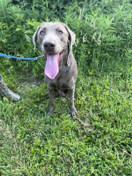Corey-Not Accepting Applications Yet -  Chocolate Labrador Retriever Dog for Adoption in Medina, Ohio - Corey-Not Accepting Applications Yet | PetCurious