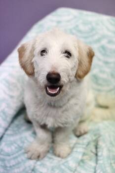 Maverick in NH. Come Meet our Adoptable Dogs Wednesday-Saturday. -  Schnauzer Dog for Adoption in Manchester, New Hampshire - Maverick In NH. Come Meet Our Adoptable Dogs Wednesday-Saturday. | PetCurious