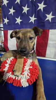 Beatrice 6583 -  German Shepherd Dog and Belgian Shepherd Malinois Dog for Adoption in Centreville, Virginia - Beatrice 6583 | PetCurious