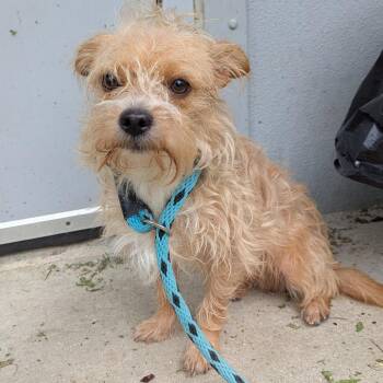 Travis -  Mixed Breed Dog for Adoption - Travis | PetCurious