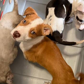 Pit Bull Terrier Dogs Available for Adoption in Birmingham, Alabama - Avery | PetCurious