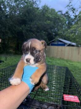 American Staffordshire Terrier Dogs Available for Adoption in San Antonio, Texas - STEPH | PetCurious