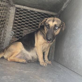 Charmin -  German Shepherd Dog and Black Mouth Cur Dog for Adoption in Edinburg, Texas - Charmin | PetCurious