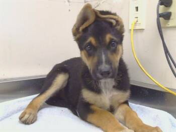 DEWEY -  German Shepherd Dog and Mixed Breed Dog for Adoption in Sacramento, California - DEWEY | PetCurious