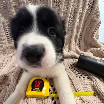 Queen Elizabeth pup 2 -  Labrador Retriever and Mixed Breed Dog for Adoption in Austin, Texas - Queen Elizabeth Pup 2 | PetCurious