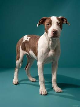 ISABELLA -  Mixed Breed Dog for Adoption in Jacksonville, Florida - ISABELLA | PetCurious
