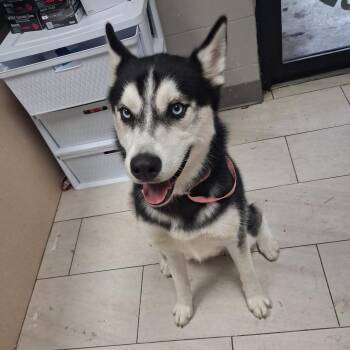 Siberian Husky Dogs Available for Adoption in Lufkin, Texas - Tundra | PetCurious