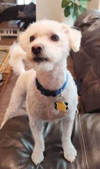 Rescue Maltipoo and Poodle Dogs for Adoption in Imperial Beach, California - Scrappy | PetCurious