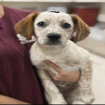 Apollo -  Cattle Dog Dog for Adoption in Buellton, California - Apollo | PetCurious