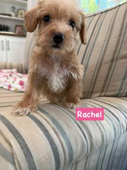 Friends group Rachel -  Miniature Poodle and Shih Tzu Dog for Adoption in Semmes, Alabama - Friends Group Rachel | PetCurious