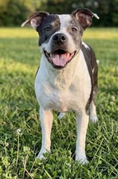 Autumn -  American Staffordshire Terrier and Bull Terrier Dog for Adoption in St. Augustine, Florida - Autumn | PetCurious