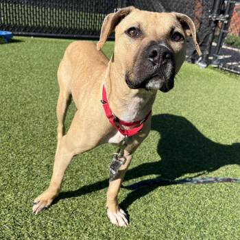 Mixed Breed Dogs Available for Adoption - Eimear | PetCurious