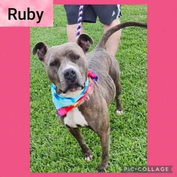 Rescue Pit Bull Terrier Dogs for Adoption in New Iberia, Louisiana - Ruby | PetCurious