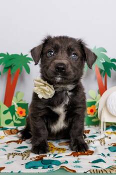 Keeley -  Mixed Breed Dog for Adoption in Mckinney, Texas - Keeley | PetCurious
