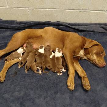 Dorothy 4691 -  Chocolate Labrador Retriever and Mixed Breed Dog for Adoption in Loxahatchee Groves, Florida - Dorothy 4691 | PetCurious