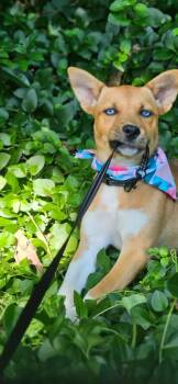 Nikita -  Husky and Staffordshire Bull Terrier Dog for Adoption in Norfolk, Massachusetts - Nikita | PetCurious