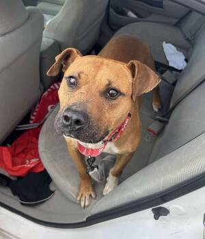 Rescue Boxer Dogs for Adoption in New York, New York - OWEN | PetCurious