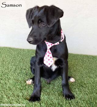 Rescue Black Labrador Retriever Dogs for Adoption in San Diego, California - Samson | PetCurious