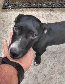 Poncho -  Mixed Breed Dog for Adoption in Georgetown, Ohio - Poncho | PetCurious