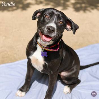 Yaddle -  Mixed Breed and None Dog for Adoption in Hopkinton, Massachusetts - Yaddle | PetCurious