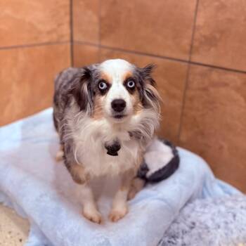 Australian Shepherd and Shetland Sheepdog Sheltie Dogs Available for Adoption - Annie  | PetCurious