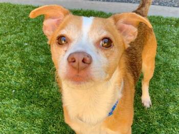 A551823 -  Chihuahua and Mixed Breed Dog for Adoption in Moreno Valley, California - A551823 | PetCurious