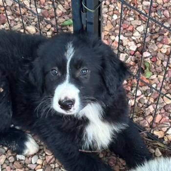 Clover -  Great Pyrenees and Mixed Breed Dog for Adoption in Overland Park, Kansas - Clover | PetCurious