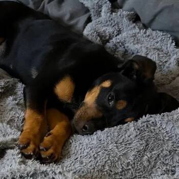 Hope -  Rottweiler Dog for Adoption in Polk, Ohio - Hope | PetCurious