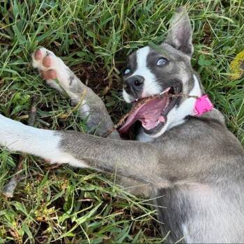 Julia -  Husky and Mixed Breed Dog for Adoption in Kansas City, Missouri - Julia | PetCurious