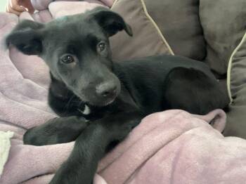 Labrador Retriever Dogs Available for Adoption - Willow | PetCurious