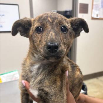 Hound and Labrador Retriever Dogs Available for Adoption in Manchester, New Hampshire - Merley In NH! Come Meet Our Adoptable Dogs Wed-Sat More Info In  | PetCurious