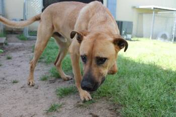 Bruce (Brutus) -  Shepherd and Mixed Breed Dog for Adoption in Albany, Georgia - Bruce (Brutus) | PetCurious