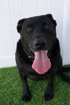 Black Labrador Retriever and Mixed Breed Dogs Available for Adoption in Yankton, South Dakota - Buddy | PetCurious