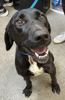 Patch -  Labrador Retriever and German Shorthaired Pointer Dog for Adoption in Honolulu, Hawaii - Patch | PetCurious