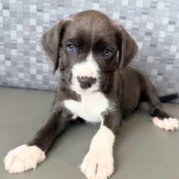 Crackle -  Mixed Breed Dog for Adoption in Las Vegas, Nevada - Crackle | PetCurious