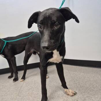 Rescue Labrador Retriever Dogs for Adoption in Bastrop, Texas - Elwood 25-10-115 | PetCurious