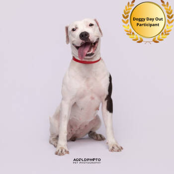 Rescue Terrier Dogs for Adoption in Tampa, Florida - Camilla | PetCurious