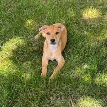 Leaf -  Labrador Retriever Dog for Adoption in South Elgin, Illinois - Leaf | PetCurious