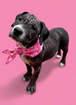 Breezy- ADOPT Me -  Mastiff and Pit Bull Terrier Dog for Adoption in Redondo Beach, California - Breezy- ADOPT Me | PetCurious