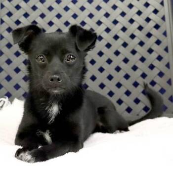 Chihuahua Dogs Available for Adoption - Denice | PetCurious