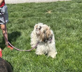 Maltese Dogs Available for Adoption in Brownstown, Indiana - Buttons | PetCurious