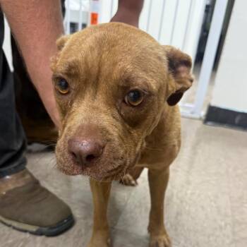 Mother Tereasa -  Pit Bull Terrier Dog for Adoption in Birmingham, Alabama - Mother Tereasa | PetCurious