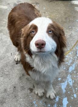 Rescue Australian Shepherd Dogs for Adoption in West Hollywood, California - Luna | PetCurious